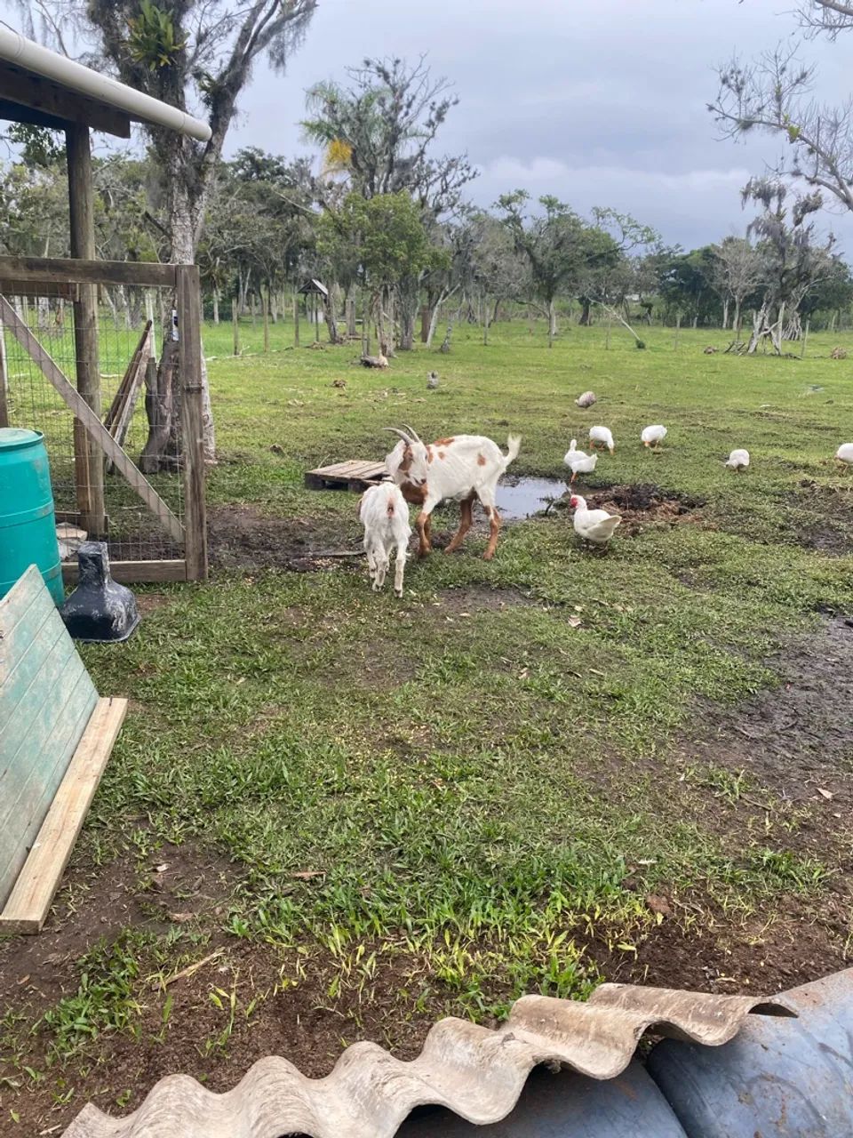 Cabras e ovelhas - Foto 4