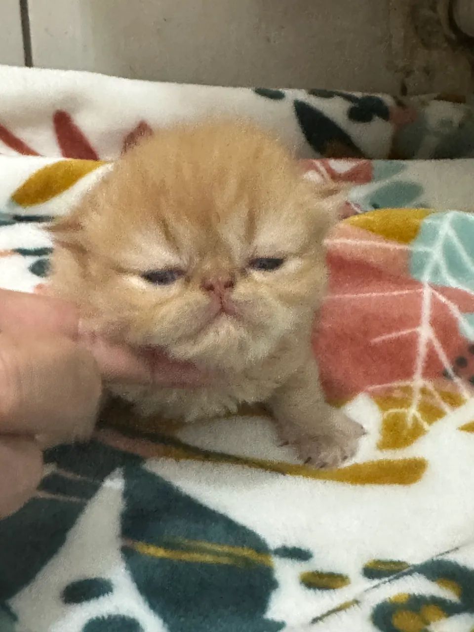 Gato persa  - Foto 3