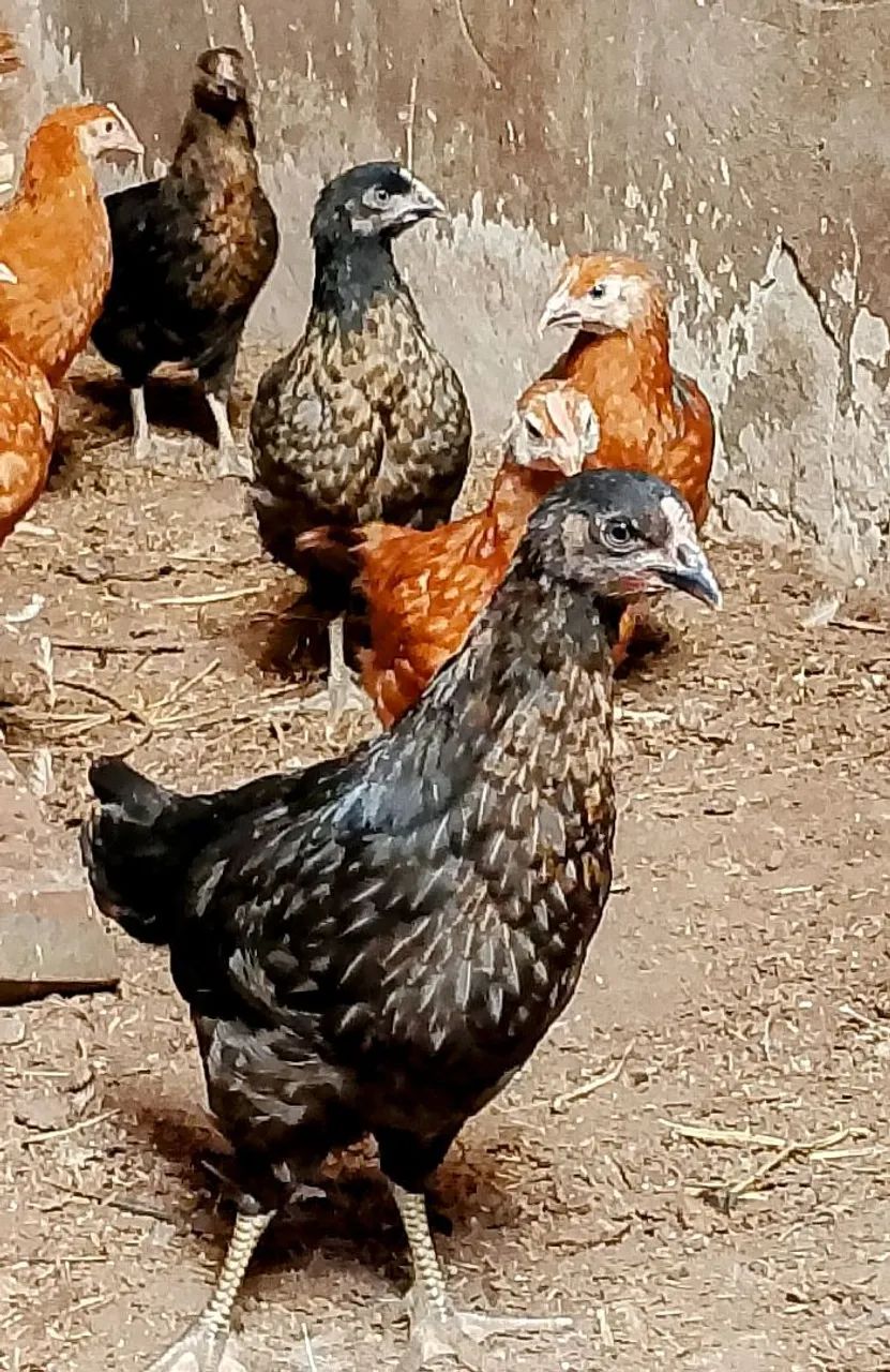 Galos Embrapa 051, GLC e AMAZONE para reprodução, frangas de postura e frangos de corte   - Foto 3