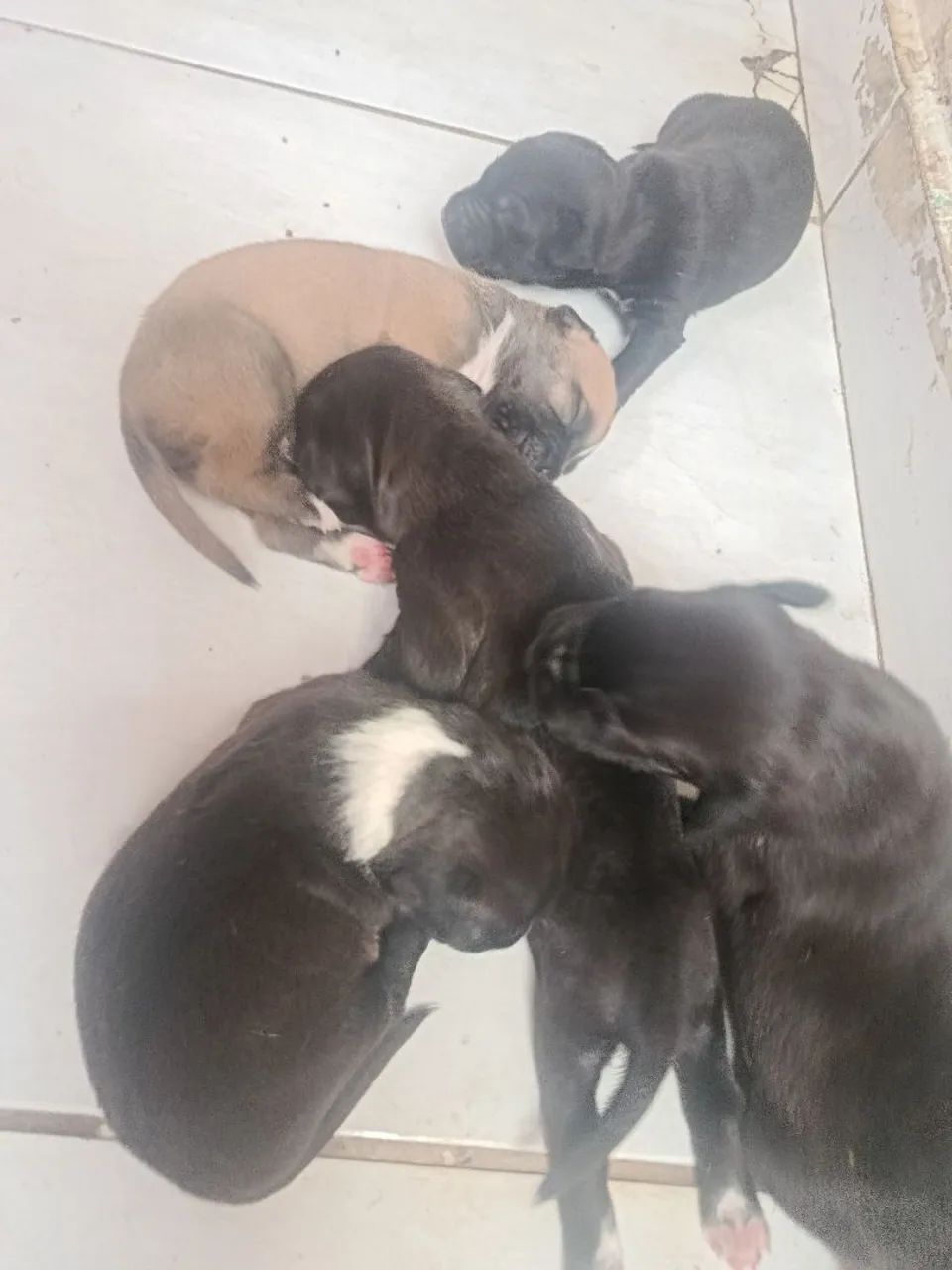 Pitbull  - Foto 3