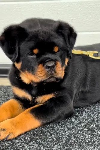 ROTTWEILER FILHOTES - Foto 3
