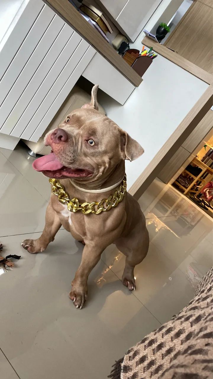 FILHOTE AMERICAN BULLY - Foto 5
