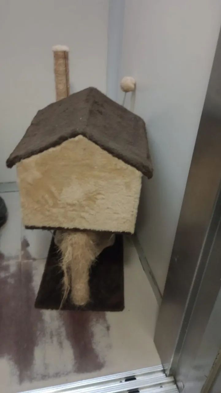Casa de gatos  - Foto 2