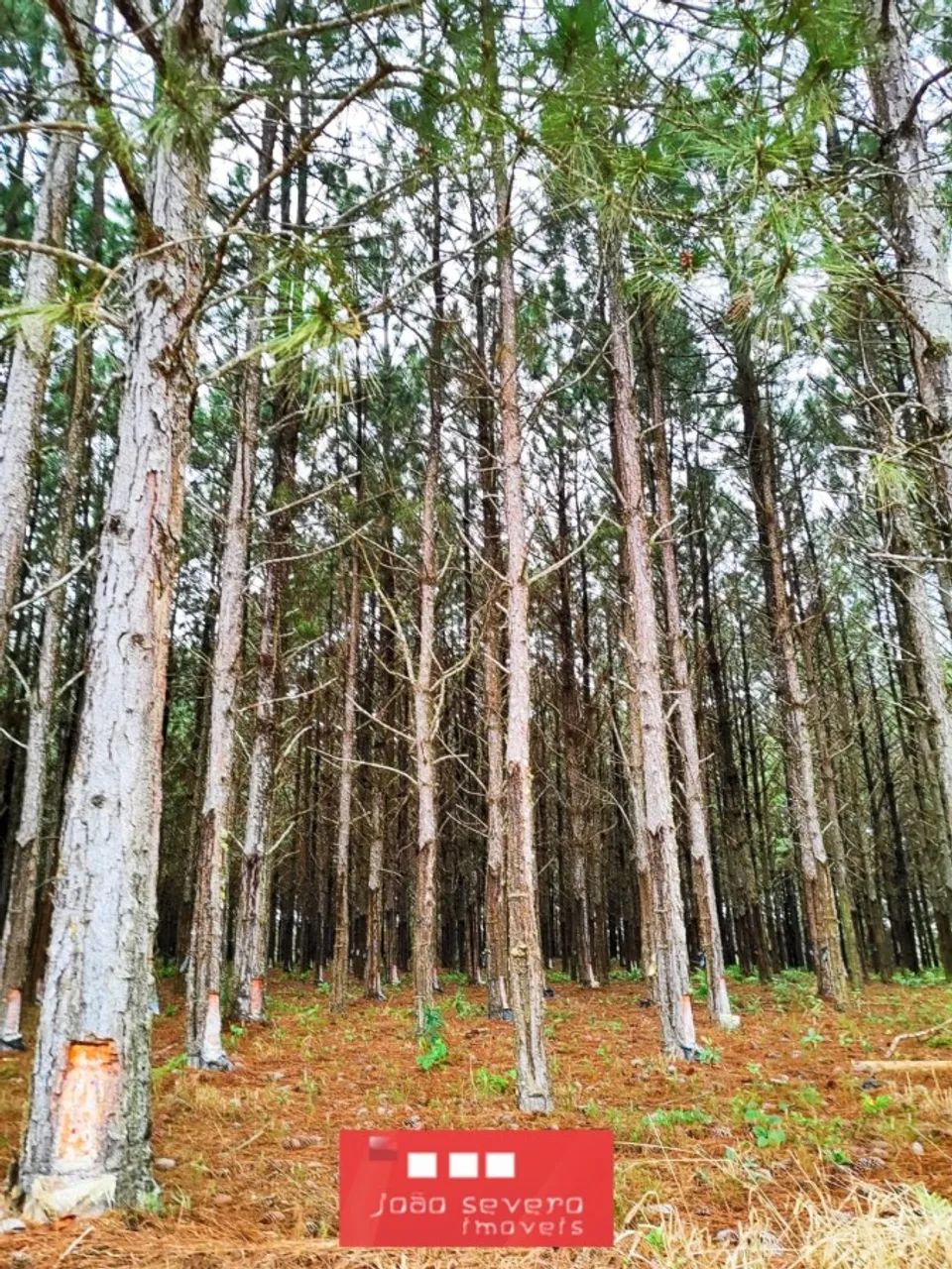 Fazenda para Venda em Itapetininga - Foto 5