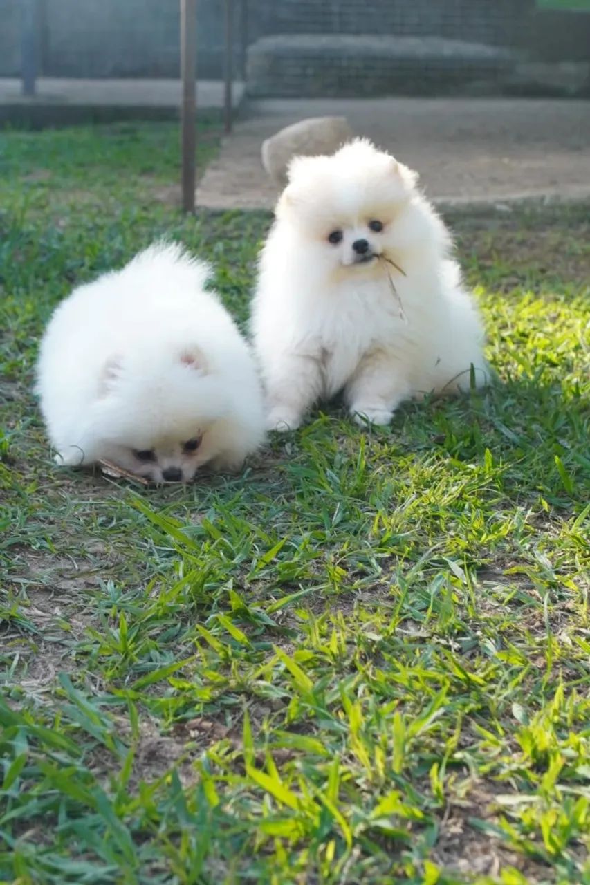 Lulu Da Pomerânia Padrão Ursinho Filhotes de Anões Pedigree e Microchip - Foto 2