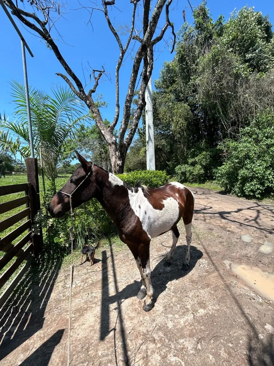 Cavalo - Foto 2