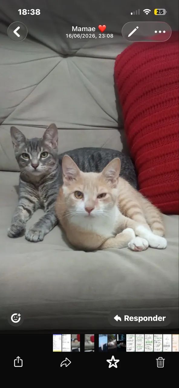 Gatos macho  - Foto 4