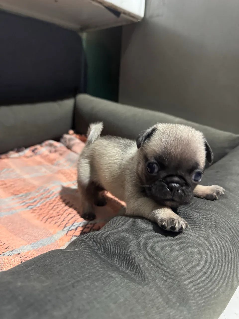 CACHORRO DA RAÇA PUG MACHO - Foto 4
