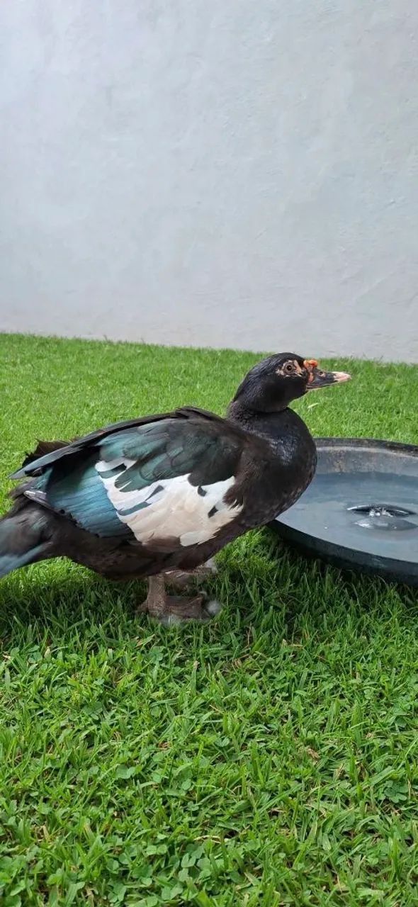 Patos - Foto 4