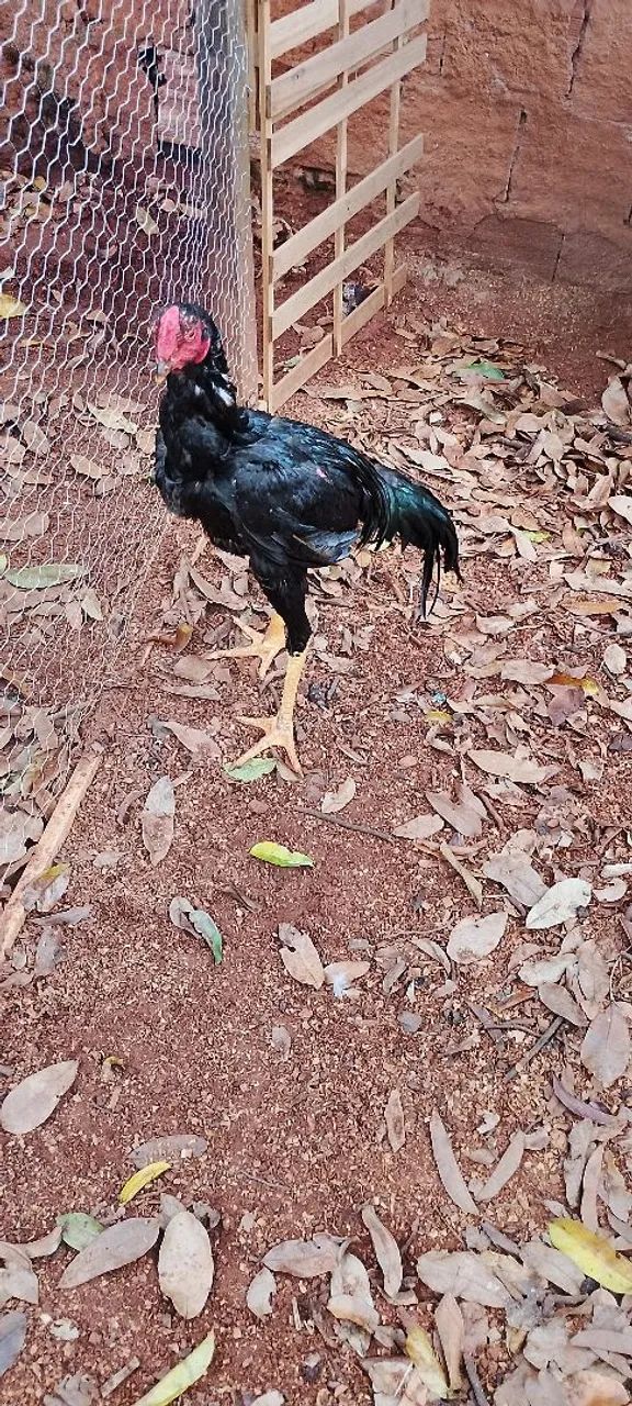 Frango bico curto 