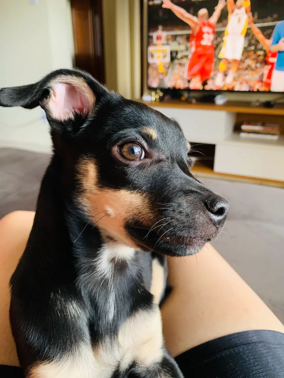 Pinscher tamanho 1 