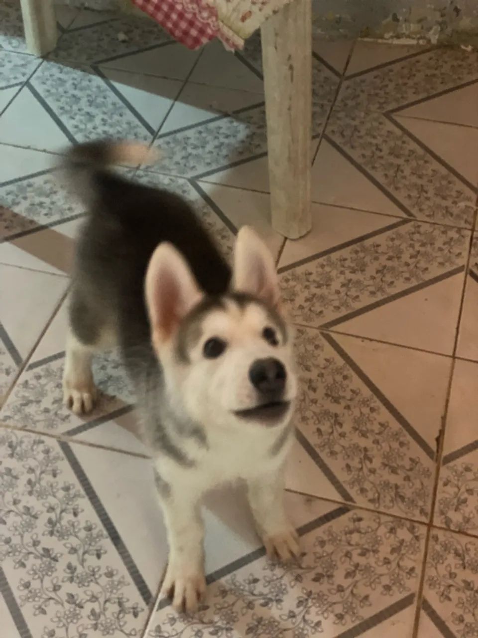 Husky siberiano macho - Foto 2