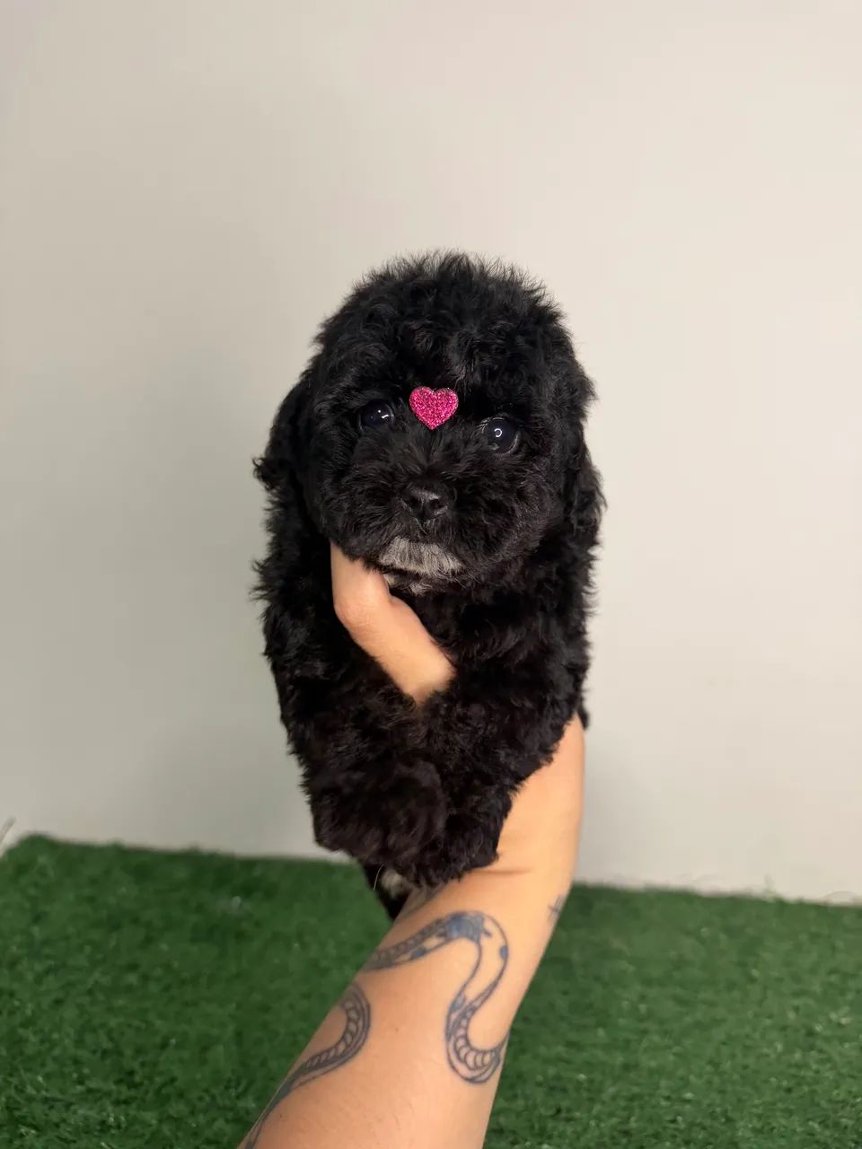 poodle toy