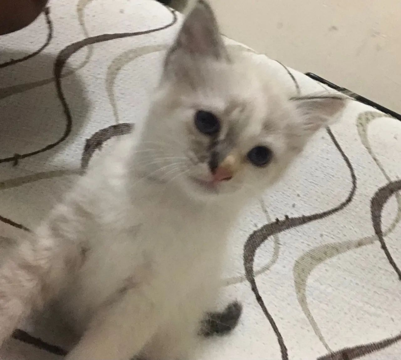 Gatinhos para. Doação  - Foto 2