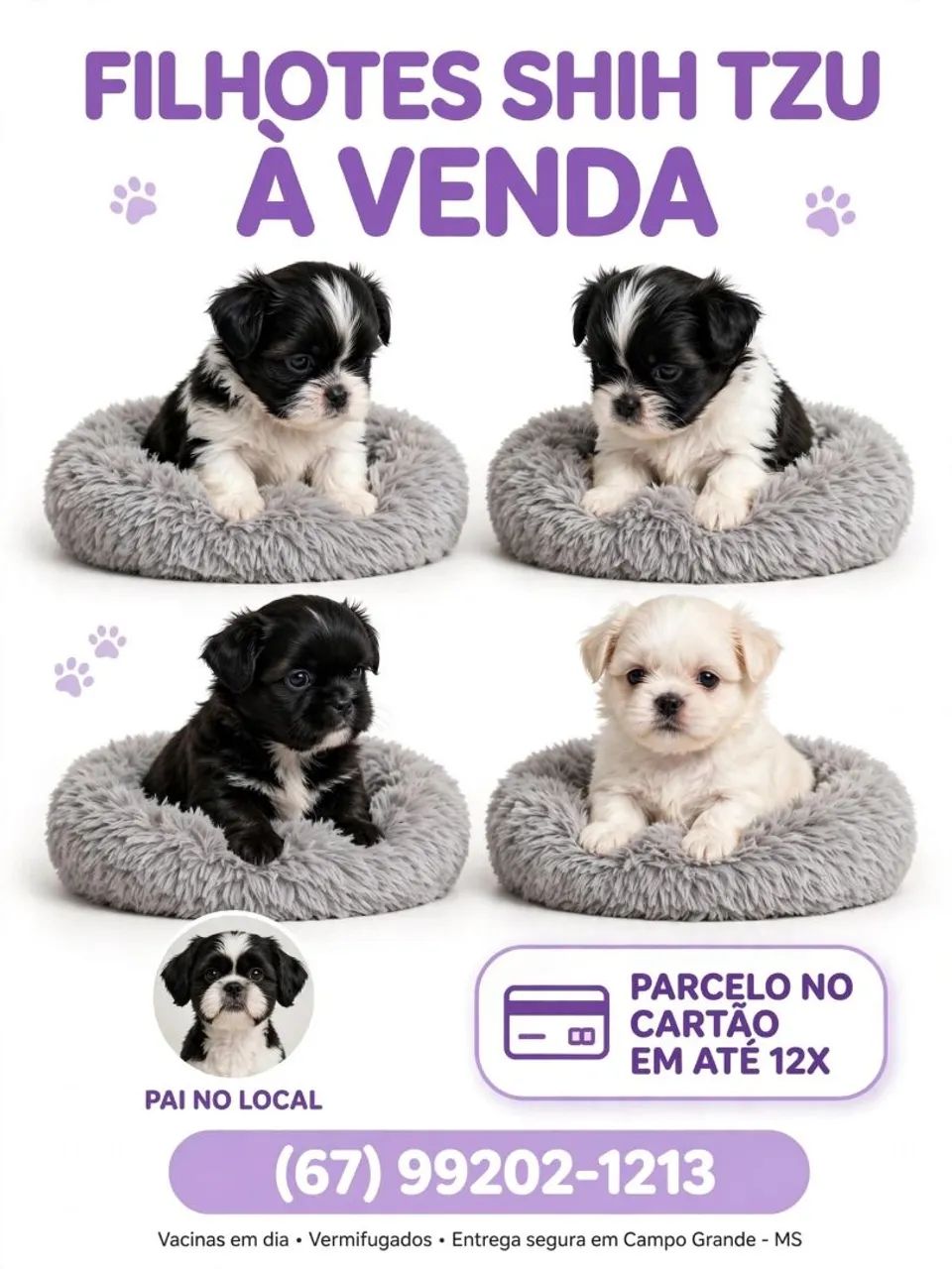 Shihtzu macho - Foto 2