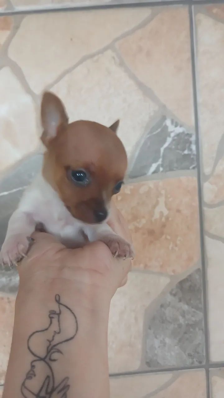 Pincher fêmea e 2 machos 