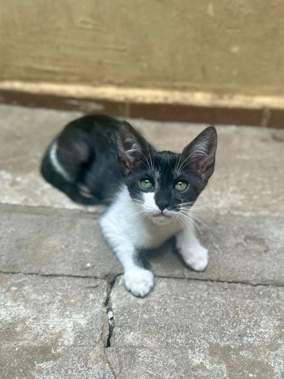 Adoção gatos filhotes  - Foto 3