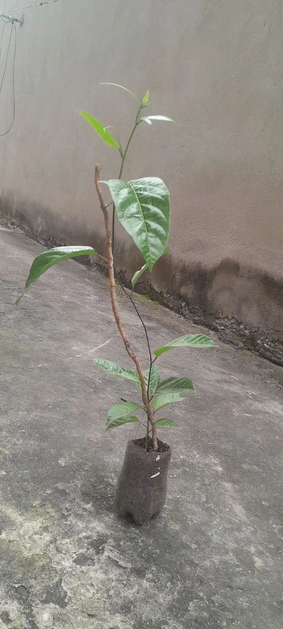1Muda de Maracujá  - Foto 2