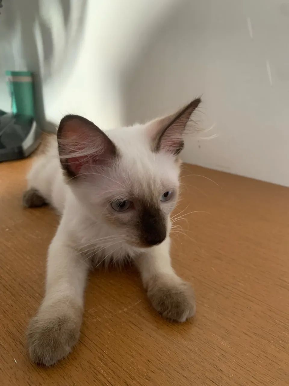 doação de gato - Foto 3