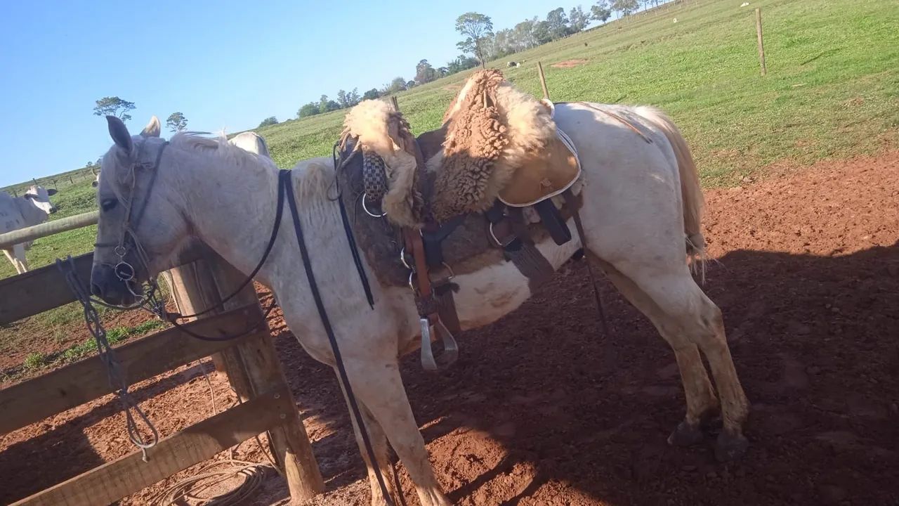 Cavalo  - Foto 5