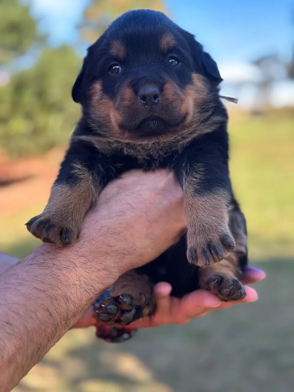 Filhotes de Rottwailer  - Foto 5