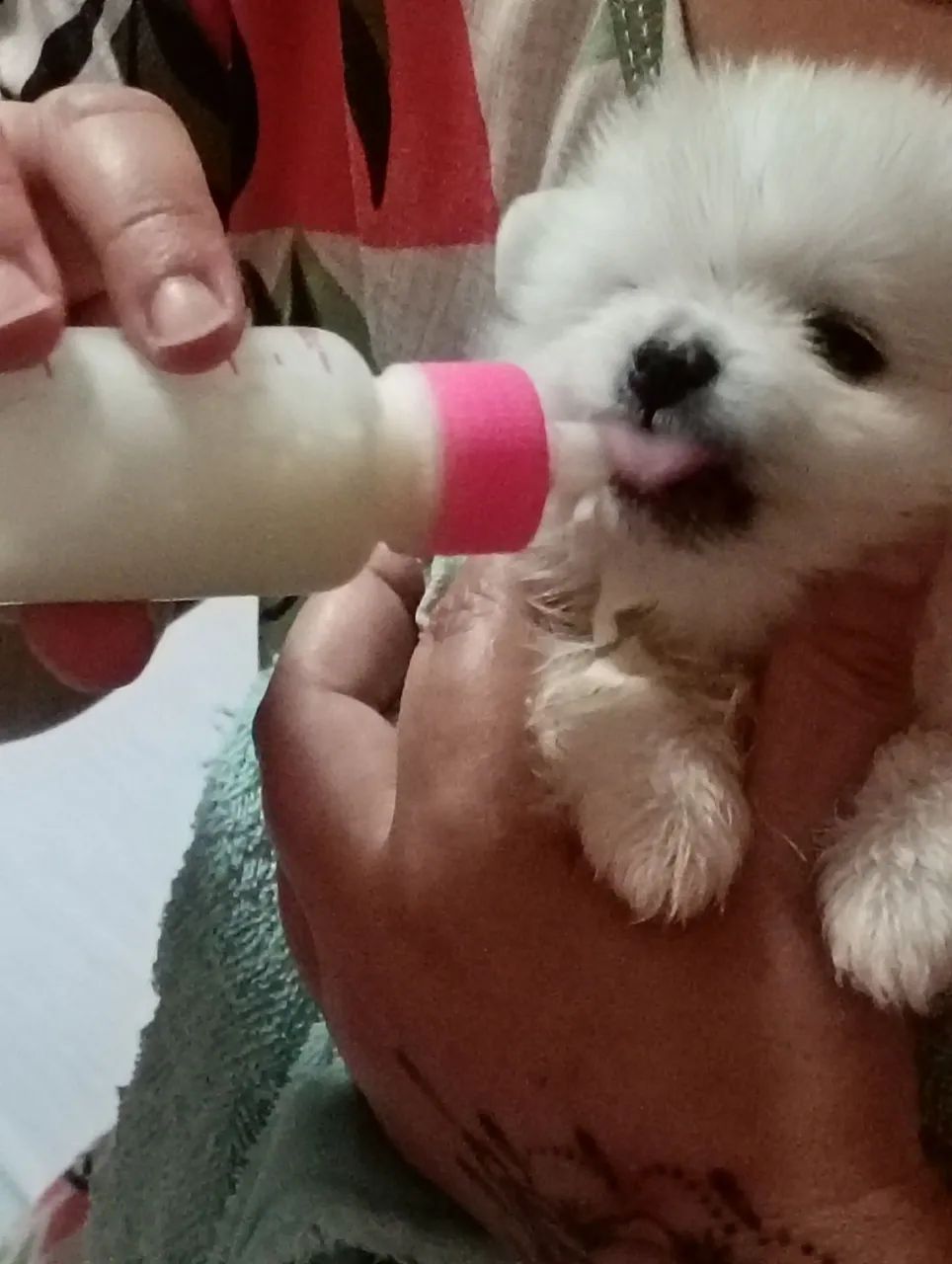 09/02 reserva macho Spitz alemão 