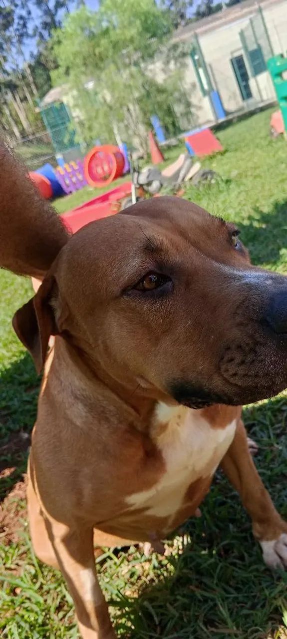 Doa-se cachorra mansa porém o para proteção e guarda - Foto 3