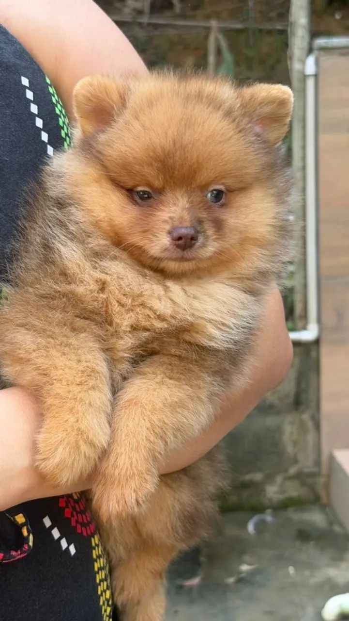 Spitz Alemão Choco Merle  - Foto 3