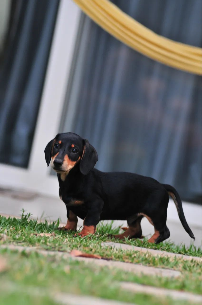 Lindos filhotes de Dachshund  - Foto 3