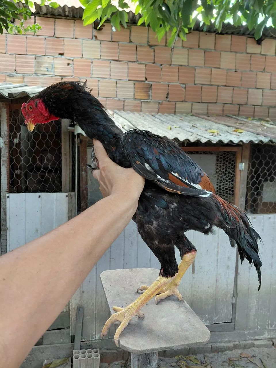 Frango shamo  - Foto 4