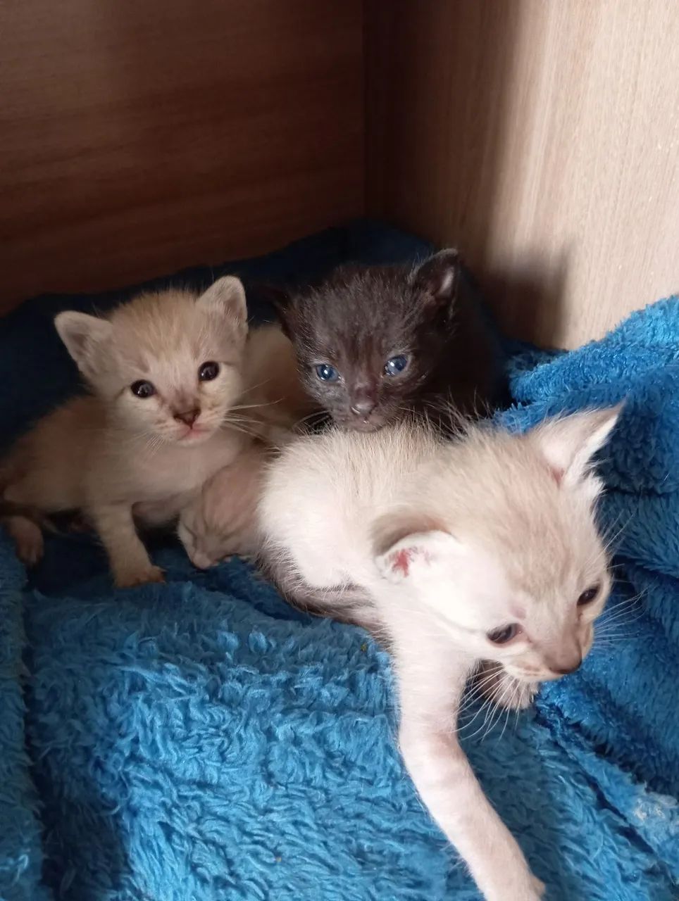 DOAÇÃO DE GATOS FILHOTE!!!  - Foto 2