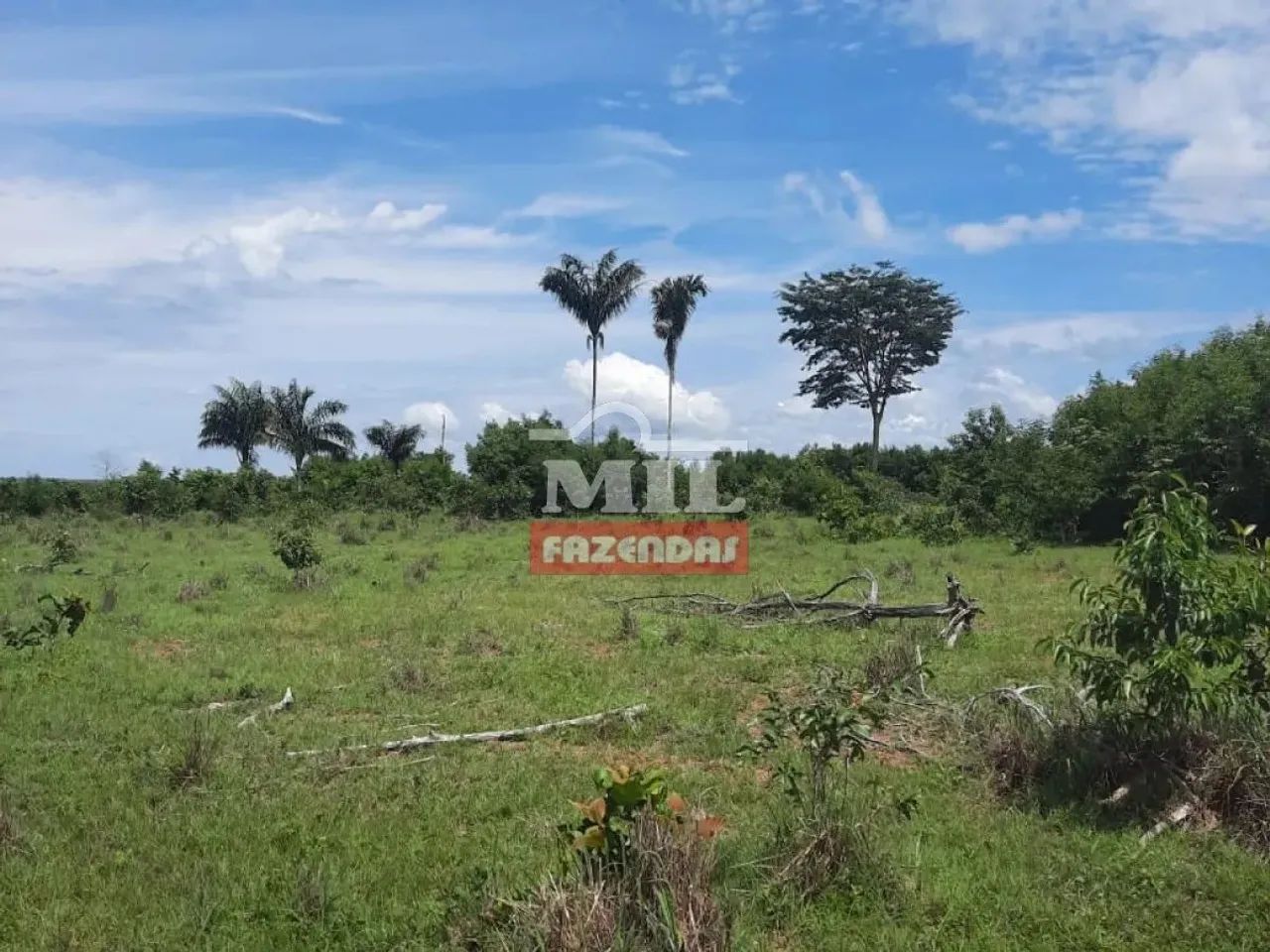Fazenda 250 Alqueires (1.210 Hectares) Goianorte - GO - Foto 3