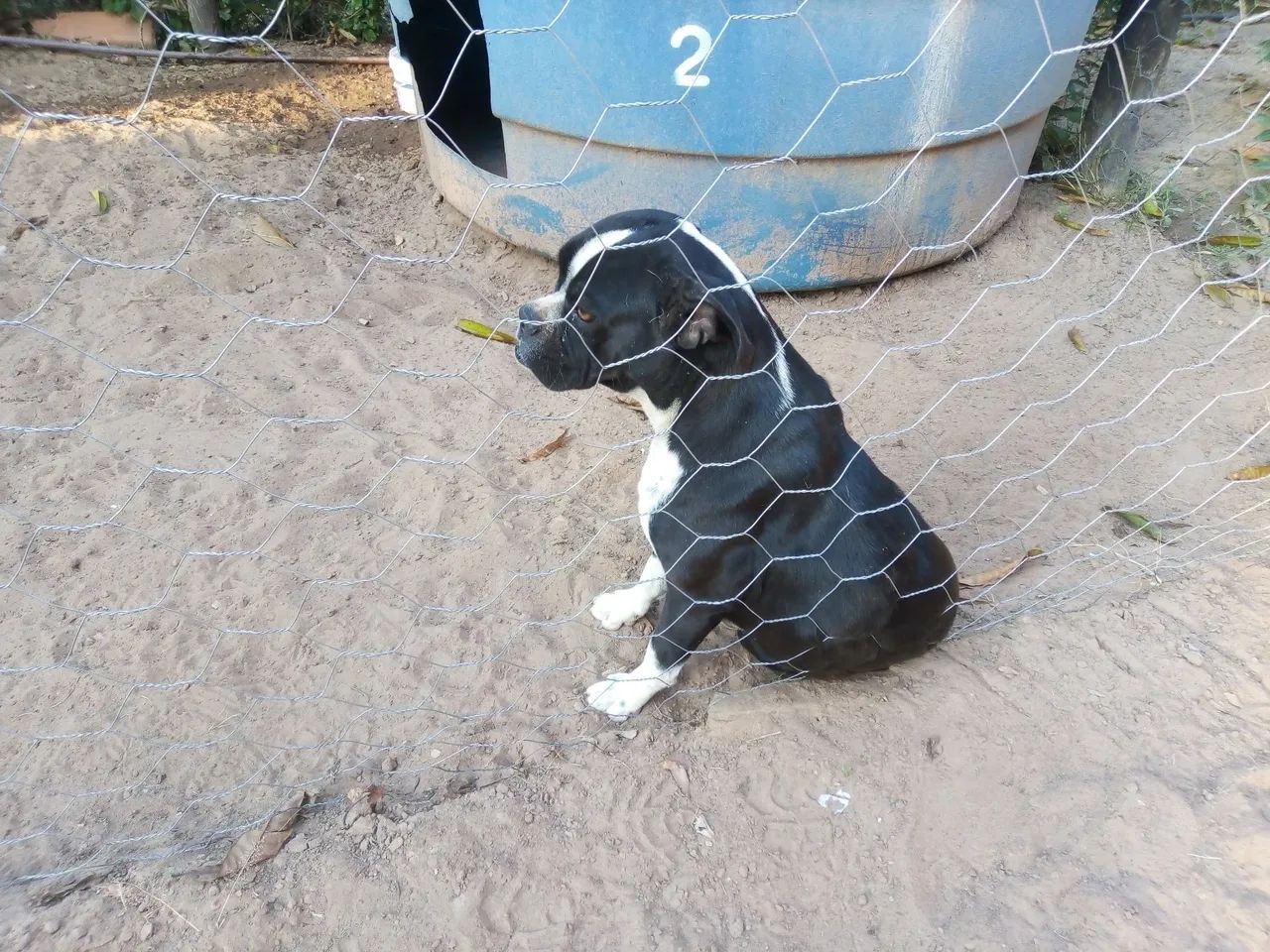 Filhote cachorro  - Foto 3