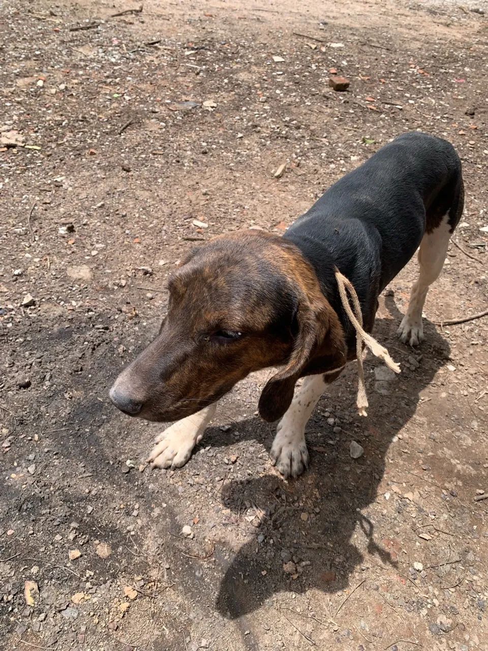 Cachorra caçadora pai e mãe no anúncio  - Foto 3