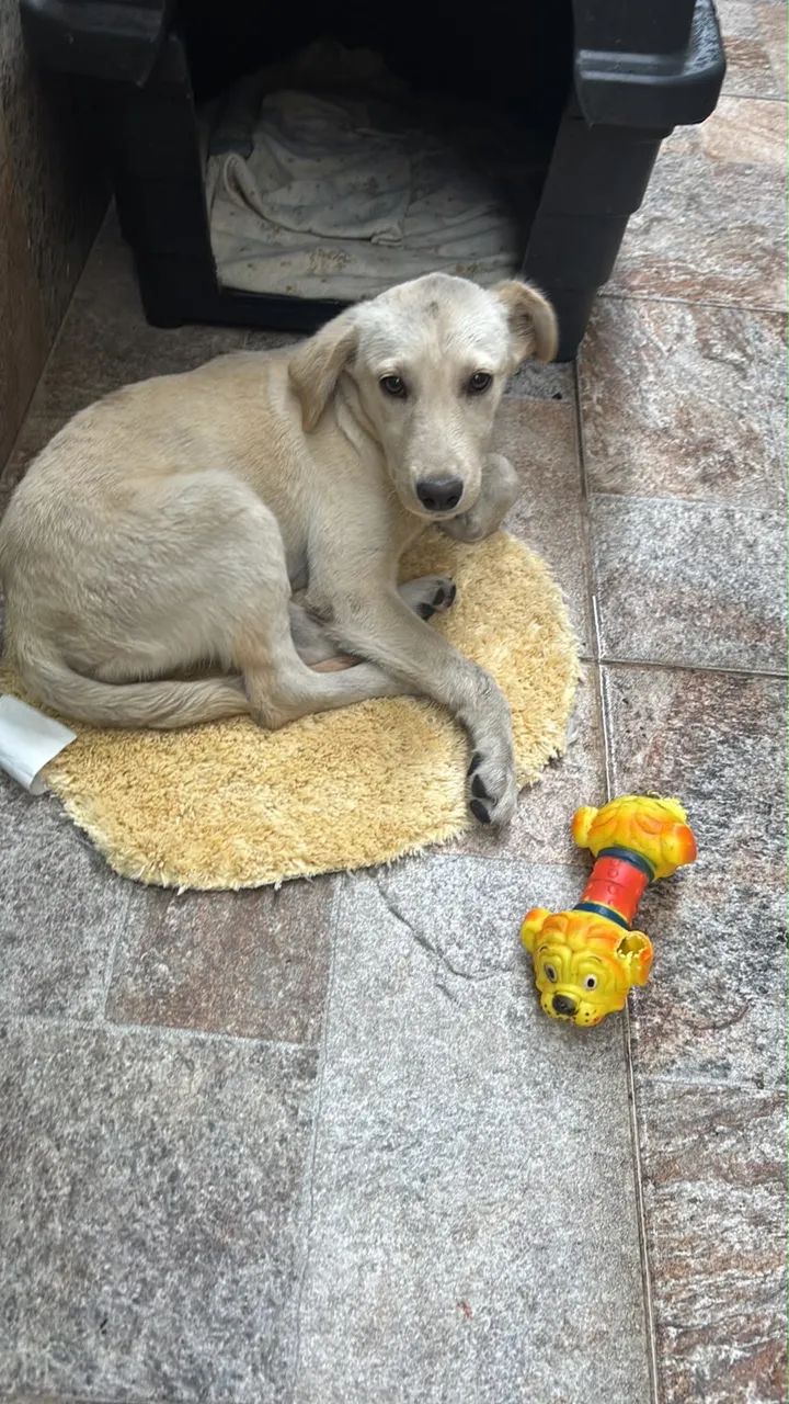 Doação responsável  - Foto 2