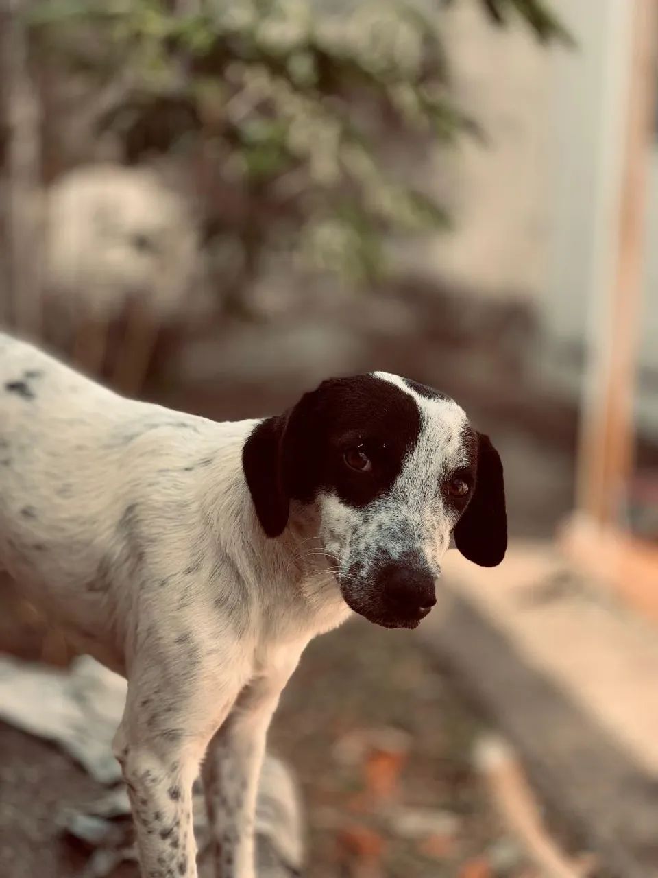 Doação de cachorro  - Foto 2