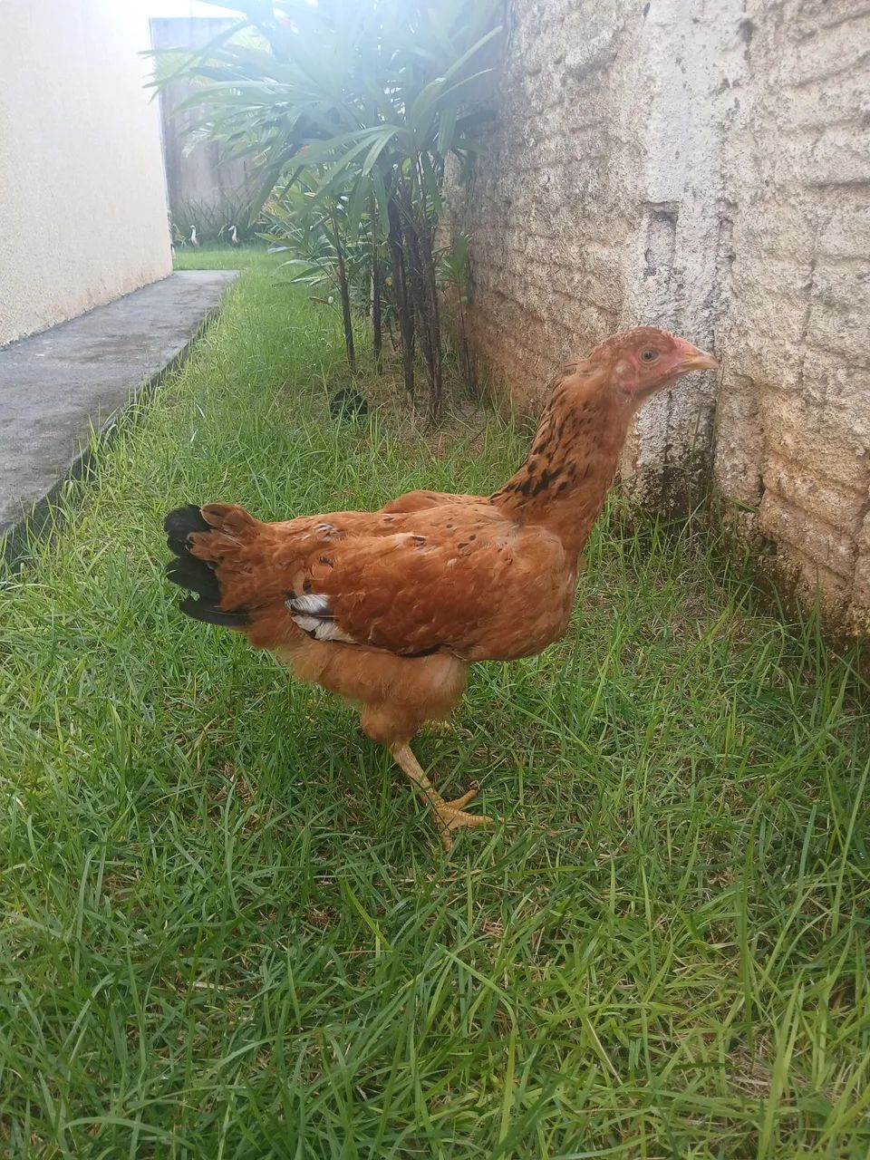 Estou vendendo esses 3 bichos. Sendo 2 fêmeas e 1 macho. - Foto 3
