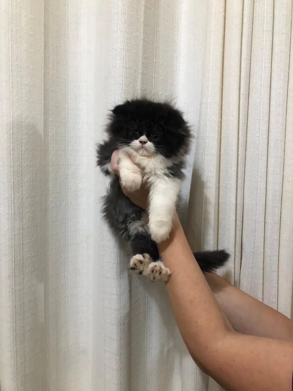 Gato persa  - Foto 4