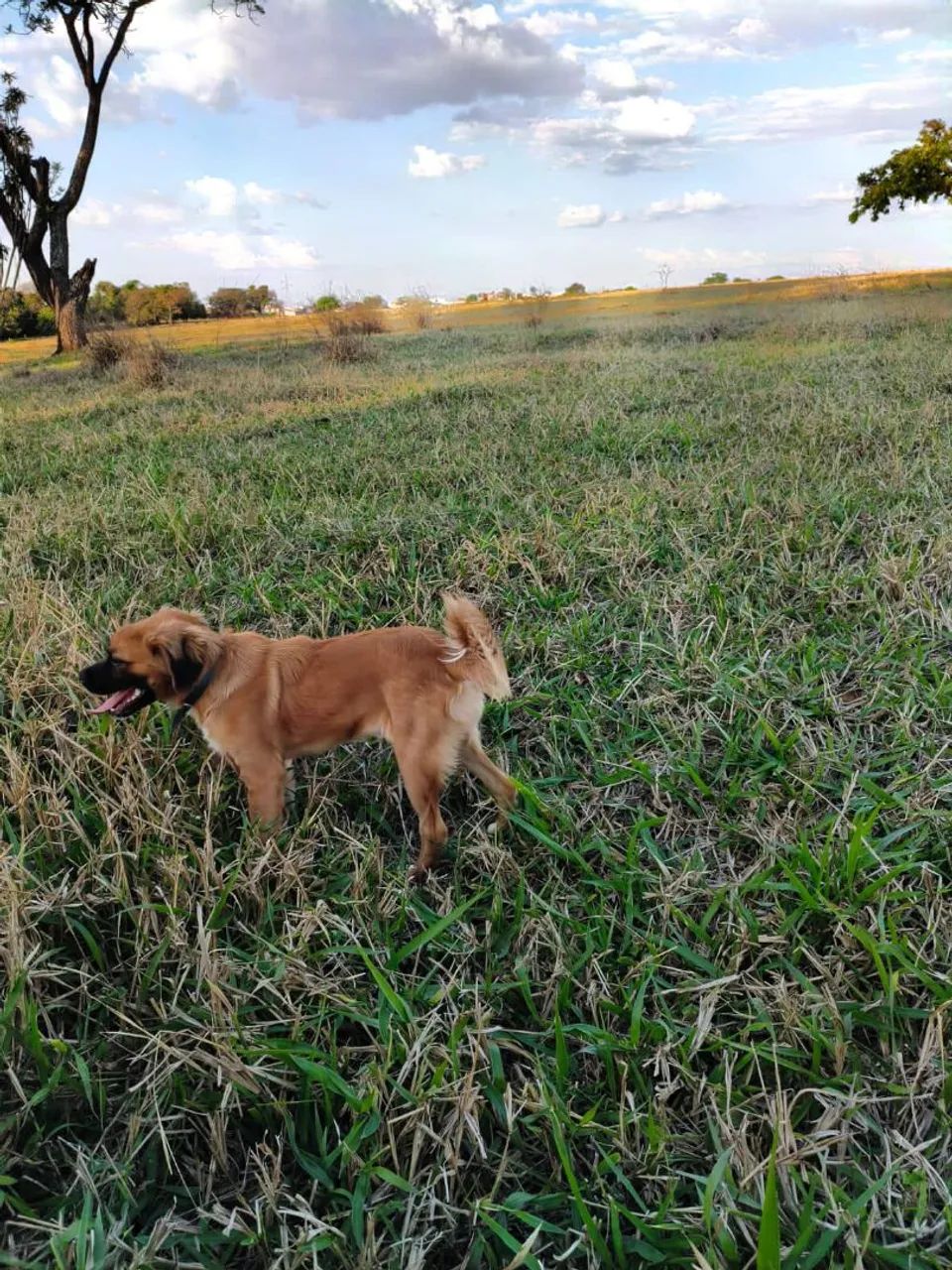 Doação cachorro macho  - Foto 3