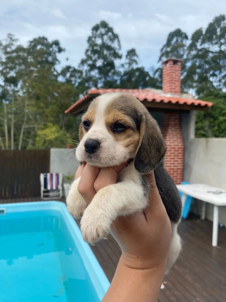 Beagle fofo 