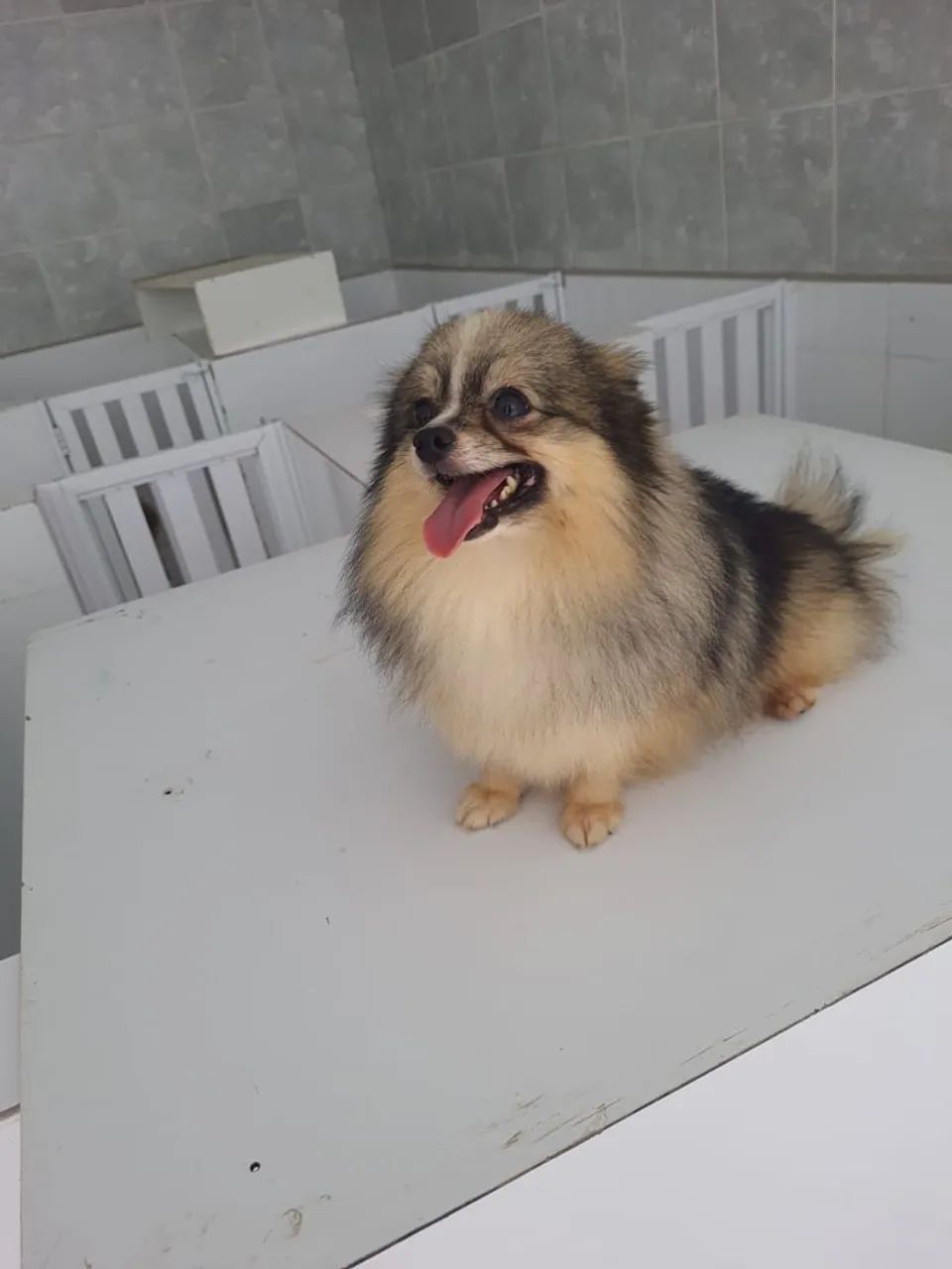 Spitz alemão macho  - Foto 2