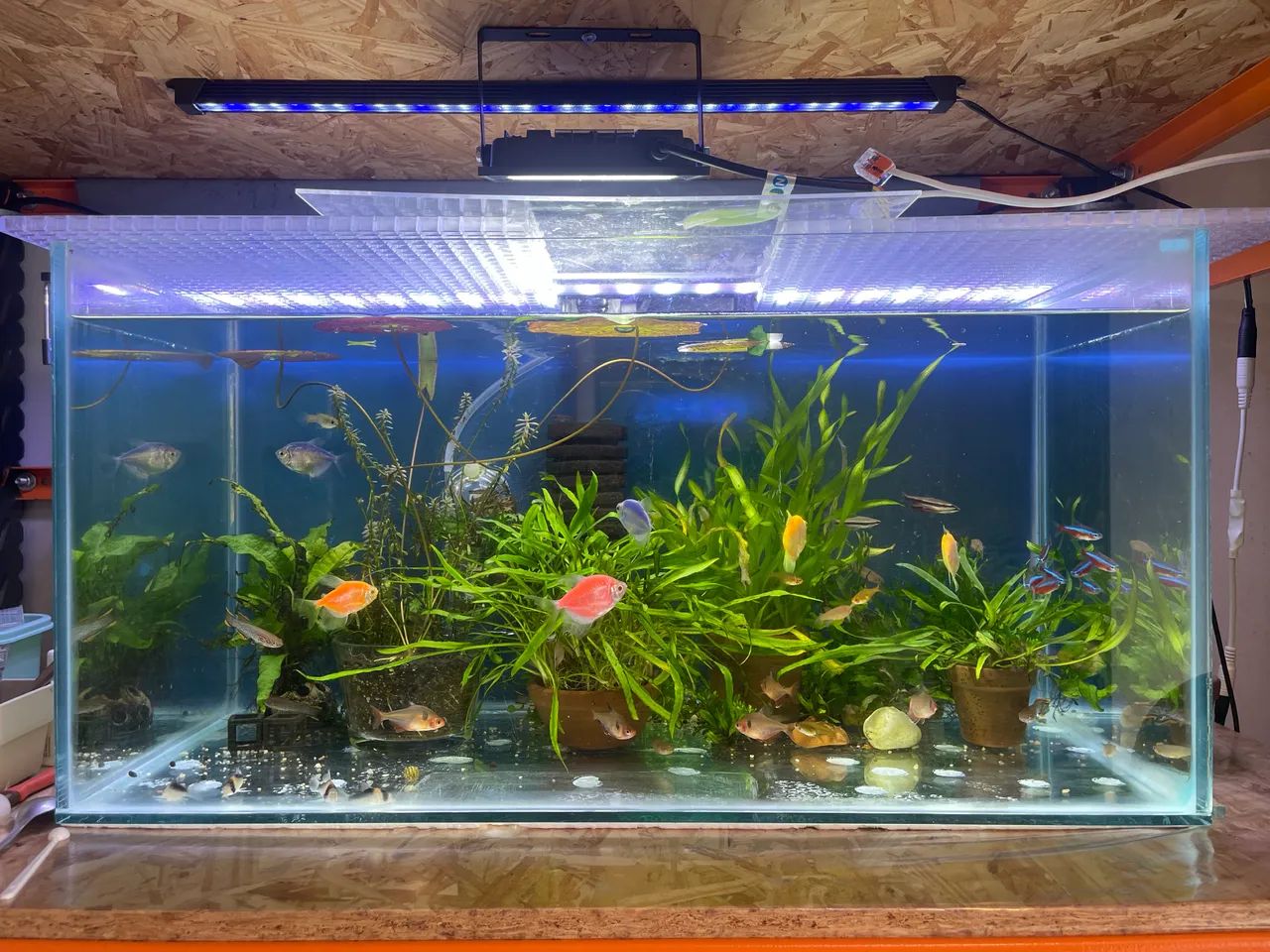 Aquário Completo - 54 Litros