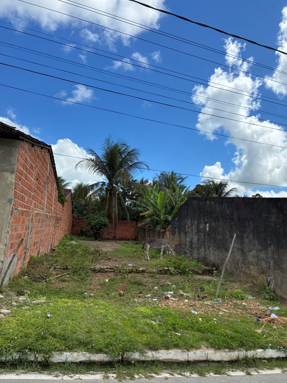 Terreno São José japaratuba  - Foto 4