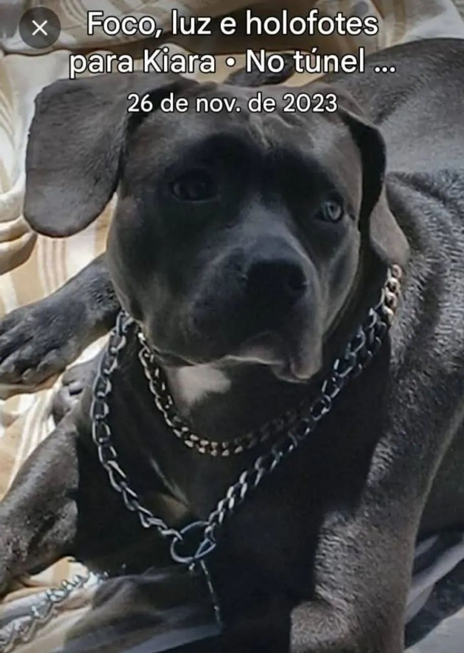 Vendo filhote de Pitbull  - Foto 2