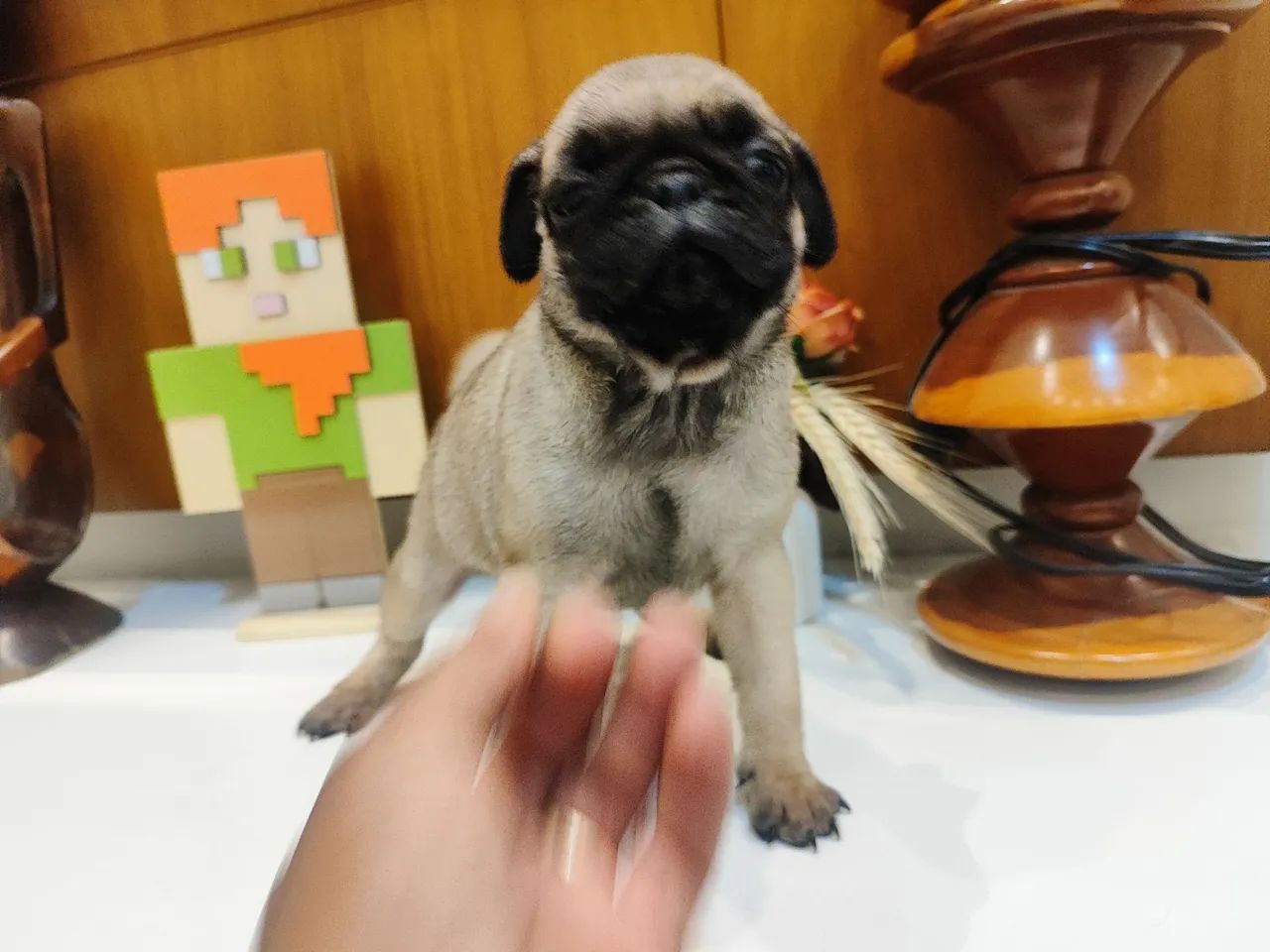 Pug  filhote  - Foto 2