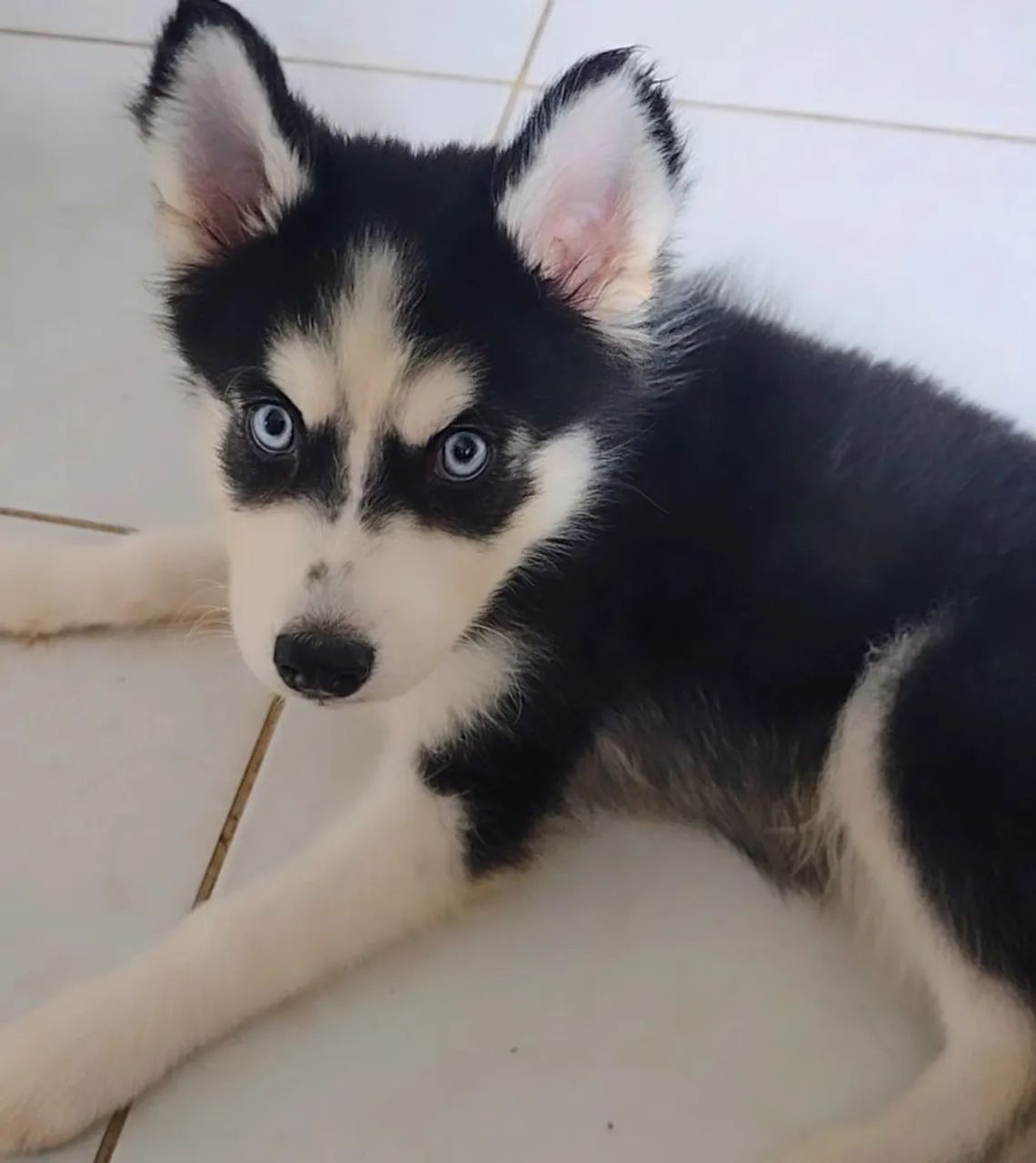HUSKY SIBERIANO MACHO - Foto 4