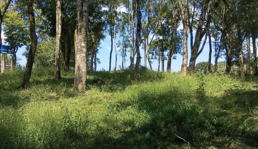 Excelente área em Mandirituba - Pr  - Foto 9