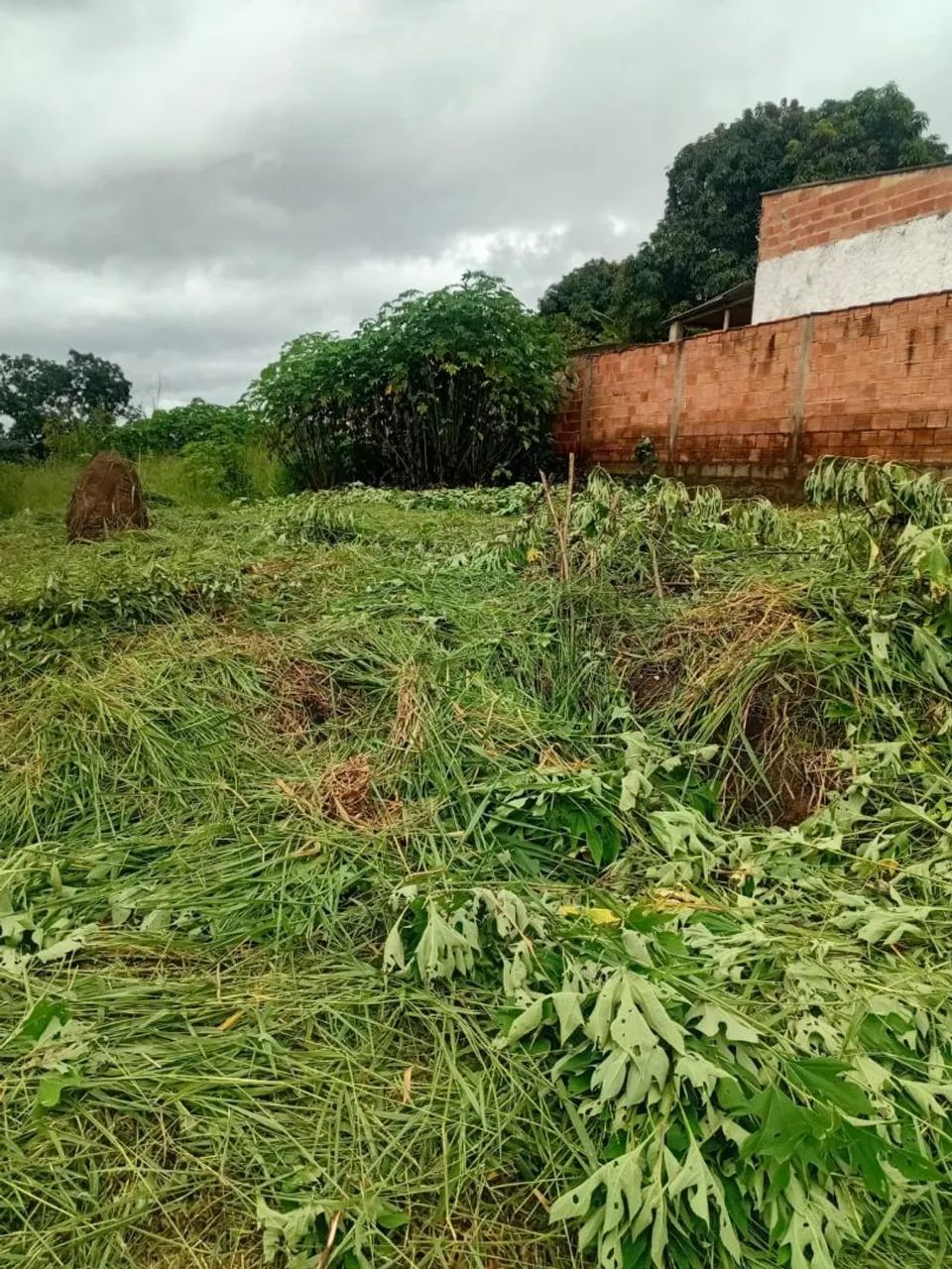 Foto - Abre Campo - 