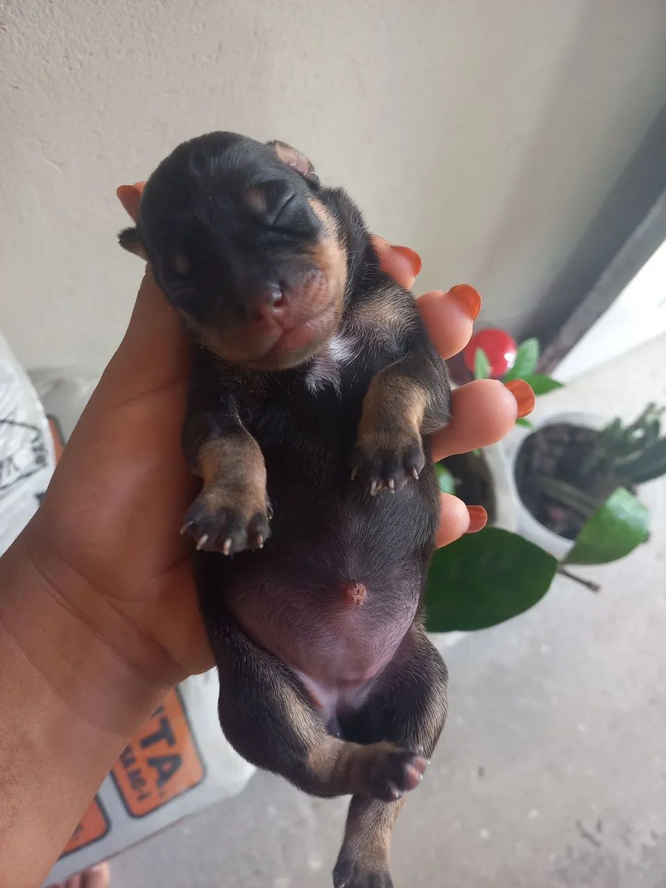  Cachorros 