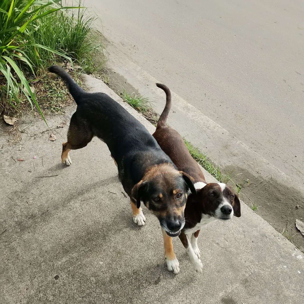 2 lindos machos castrados, abandonados ao relento com risco de atropelamento 